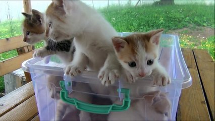 Basket of kittens & lots of meowing