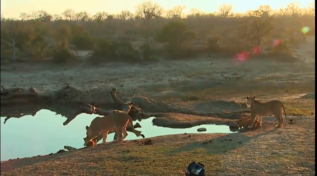 Quand bébé lion n'obéit pas à sa mère...loi de la jungle :)