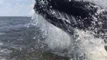 Une énorme baleine surgit à 1 mètre d'un bateau de pêcheurs !