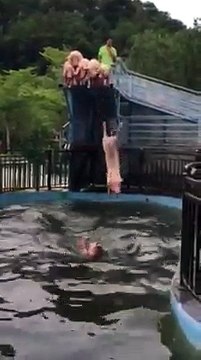 Ces cochons sautent d'un plongeoir dans une piscine ! Drôle de spectacle
