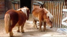 MINI PORCOS Ovelhamais Engraçados _ Pigs Sheep Little Pony Animals Funny