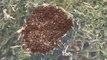 Watch clever fire ants form a raft during floods in Texas