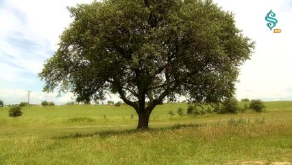 Servet Tekin - Kimi Dosta Varır (Full HD) /bay-seko