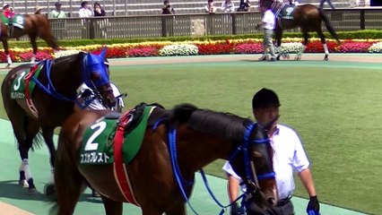 第19回東京ジャンプステークス・パドック