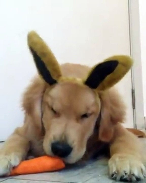 le chien lapin