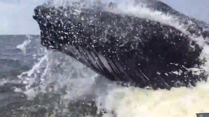 Cette baleine à bosse a fait un beau cadeau à ces touristes... Magnifique spectacle et hop, un petit poisson