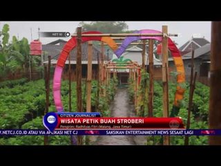 Tải video: Wisata Petik Buah Stroberi - NET 10