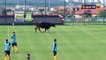 Après Frank Leboeuf, voici une vache sur un terrain de foot !