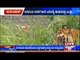 Forest Tiger Fights Bannerghatta National Park Tiger