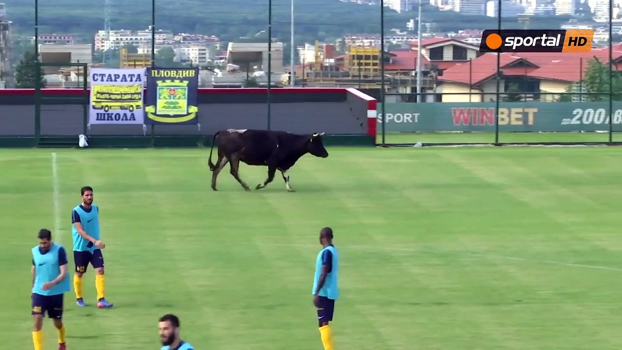 Bulgarie : Une vache interrompt un match