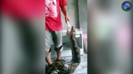 Pet Python Swallows Three Live Chickens