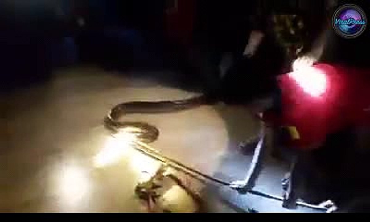 Wild Python Restrained By Eight Men