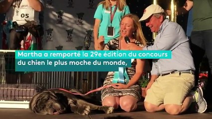 Martha a été élue chienne la plus moche du monde