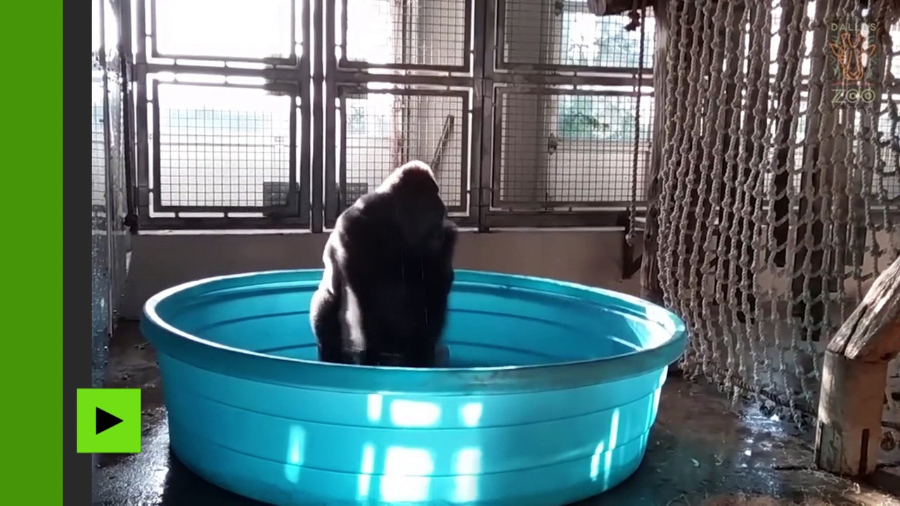 La meilleure vidéo de la semaine : quand un gorille s’éclate dans une piscine