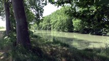 Criquets le long du canal du midi