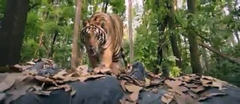 زندگی میں پہلی بار دیکھا۔۔۔!!! ایک ایسی سین جس کو دیکھ کر ہر انسان خوف میں مبتلا ہوجاتا ہے بہت سنسنی خیز سین ہے۔ضرور دیک