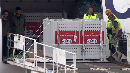 Schätzchen und Träumchen: Panda-Pärchen in Berlin eingetroffen