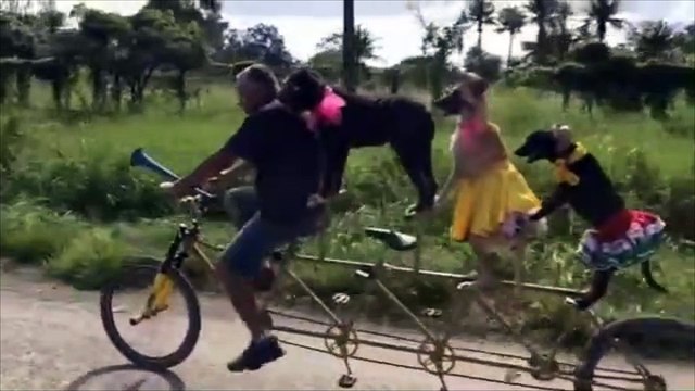 Il pédale avec ses 3 chiens en vélo !