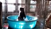 Un gorille du zoo de Dallas s'éclate en dansant dans une piscine gonflable et c'est formidable !