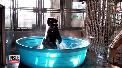 Скачать видео: Un gorille du zoo de Dallas s'éclate en dansant dans une piscine gonflable et c'est formidable !