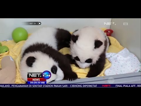 Dua Bayi Panda Kembar Diberi Nama YA LUN dan XI LUN - NET24