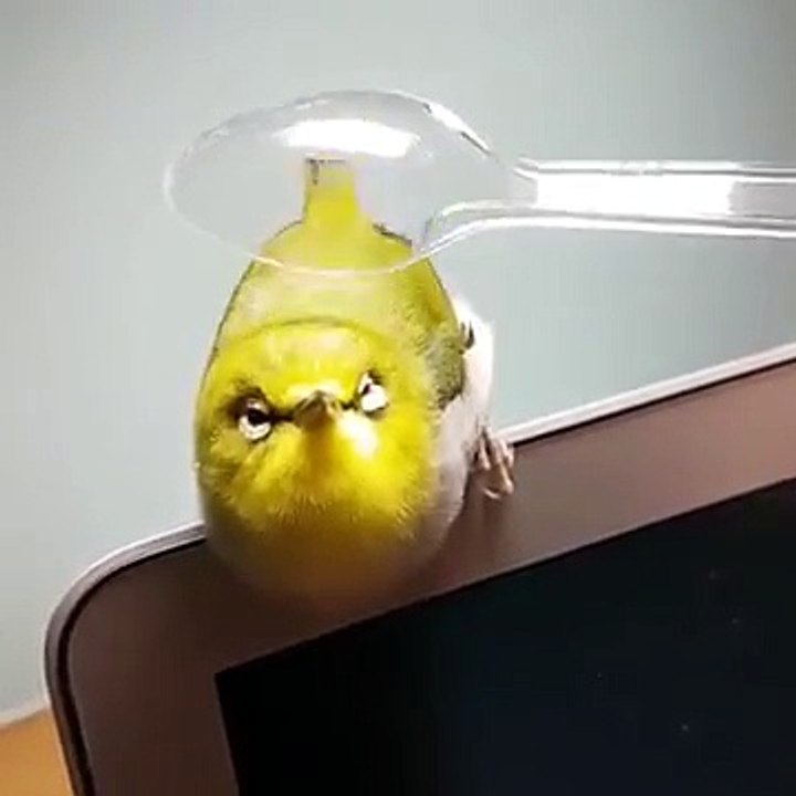 How to spoon a cute bird 