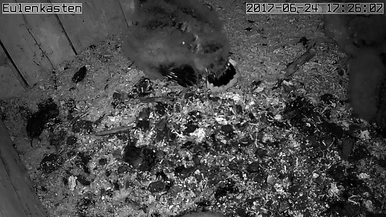 Turmfalken, 24.06.2017