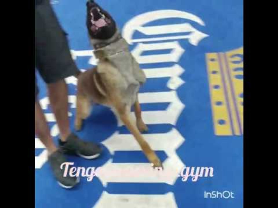 Dog Training - Police Style Dog Bites Elie Seckbach - esnews