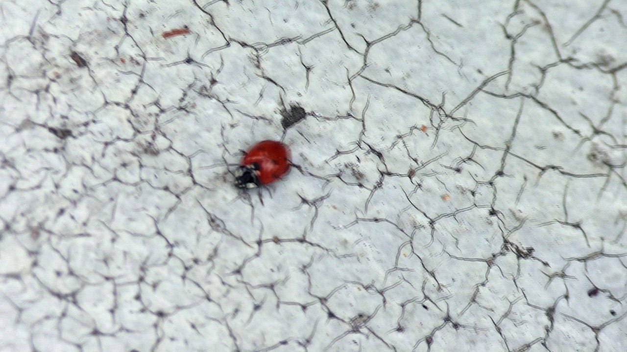 la coccinelle du jardin