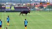 Quand une vache vient perturber un match de foot !