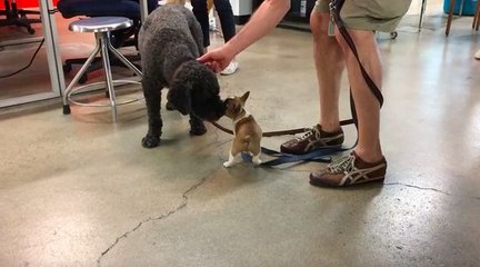 Un chiot veut désespérément jouer avec un chien bien plus gros que lui !
