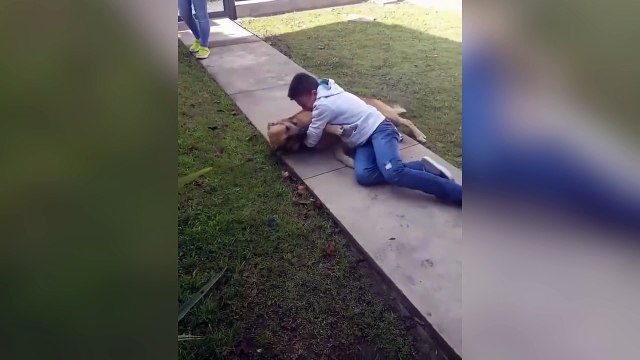 Un enfant retrouve son chien perdu depuis des mois !