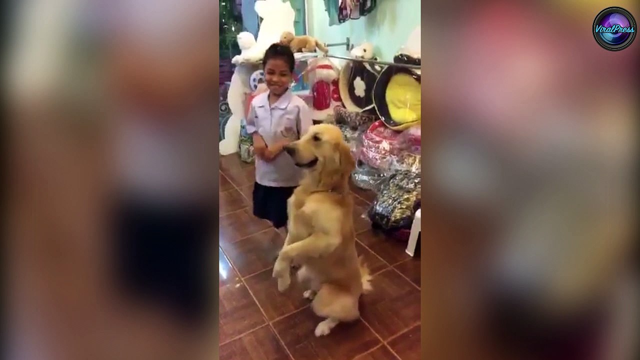 Golden Retriever Learns A New Trick