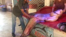 Bursa Iznik Gölü'nde 2 Metre Boyunda Yayın Balığı Yakalandı