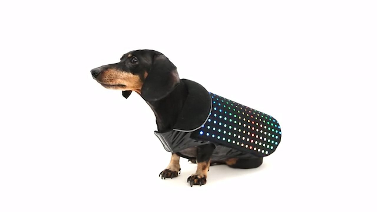 Turn your dog into a disco ball with this light up vest