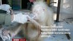 İlk kez karşılaşılan albino orangutan artık daha iyi