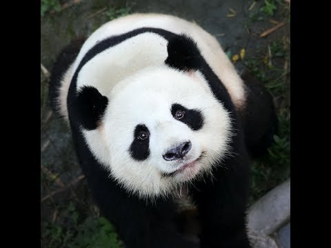 Two Giant Pandas Arrive From China to Berlin Zoo