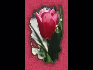 Tüm islam aleminin Ramazan Bayram kutluyorum