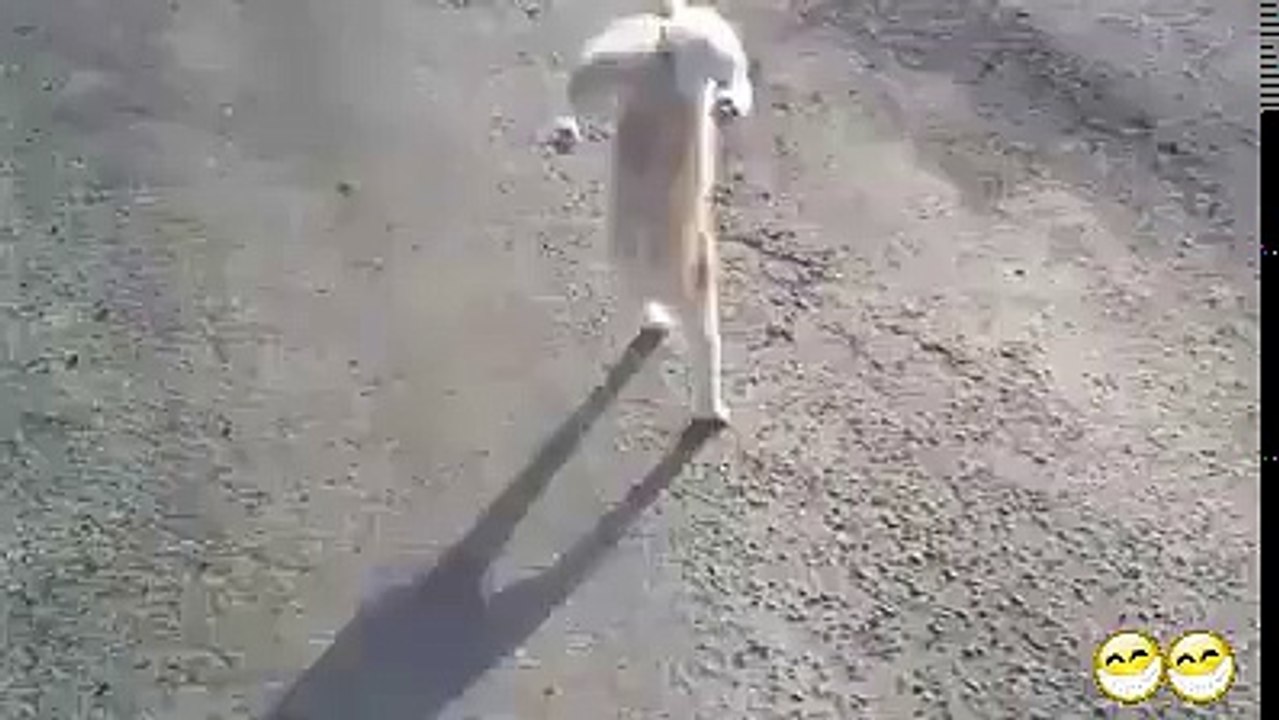 amazing video