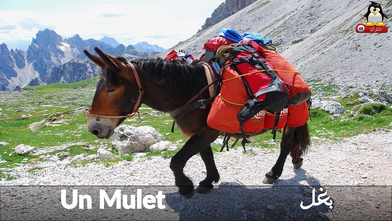 j'apprend les animaux de la ferme et leurs cris en Arabe pour bébé, les noms des animaux en arabe, langue arabe -2