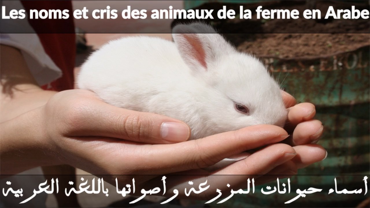 j'apprend les animaux de la ferme et leurs cris en Arabe pour bébé, les noms des animaux en arabe, langue arabe -2