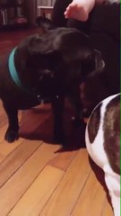 Moro y Renata 1 - 22 de Junio