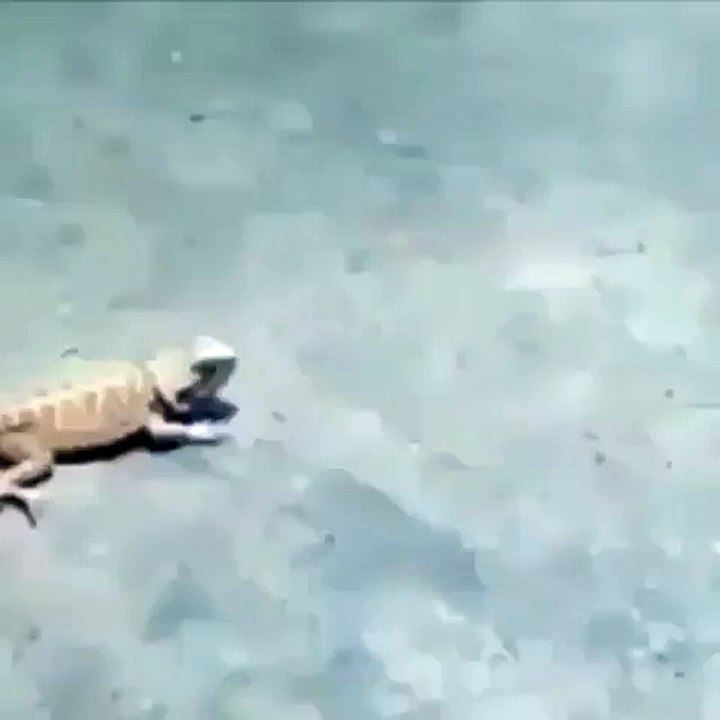 Very Funny Animal Of The World Best Funny Video