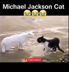 Michael Jackson cat so funny