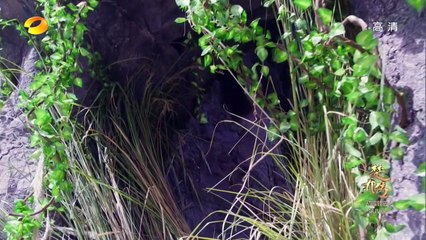 Đặc Công Hoàng Phi Sở Kiều Truyện - Tập 08 - Phim Cổ Trang Trung Quốc