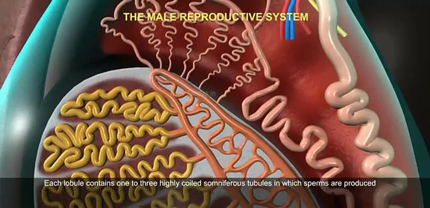 THE  MALE REPRODUCTIVE SYSTEM OF HUMAN
