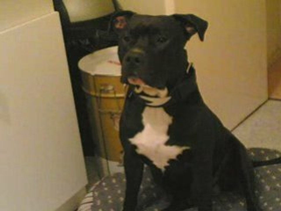 Burton amstaff en or