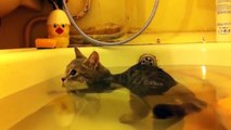 Funny Cats Enjoying Bath _ Cats That LOVE Wdfgrater