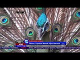 Penangkaran Burung Merak Hijau di Purbalingga - NET24