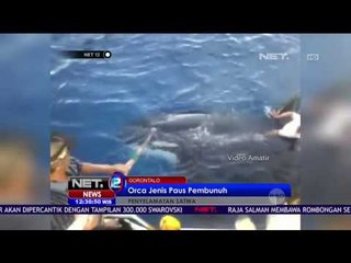 Video Viral Penyelamatan Paus di Sosial Media - NET12